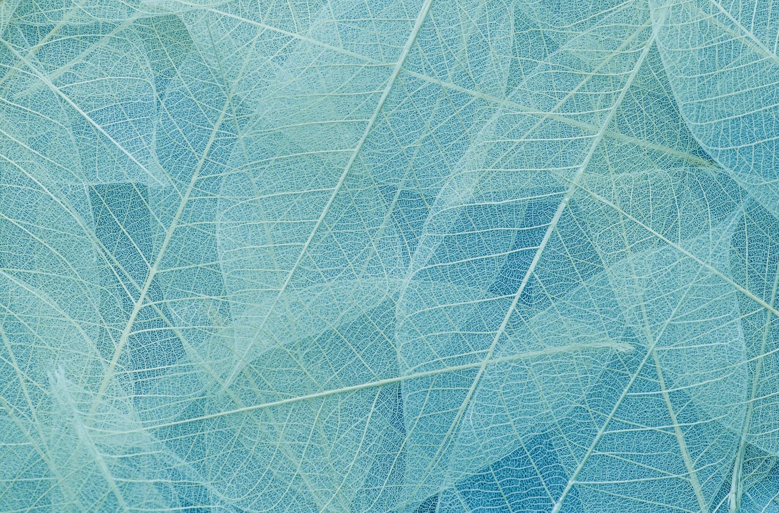 The image shows a close-up of delicate, translucent leaves layered over each other in a light blue color scheme.