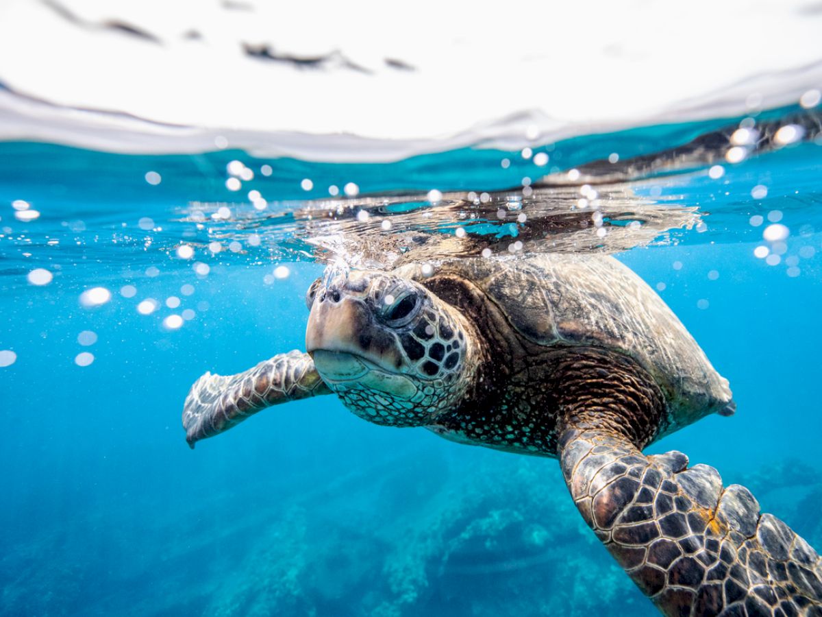 Hammock Beach Golf Resort & Spa