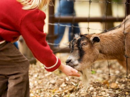 A person in a red sweater feeds a goat through a fence, surrounded by fallen leaves.