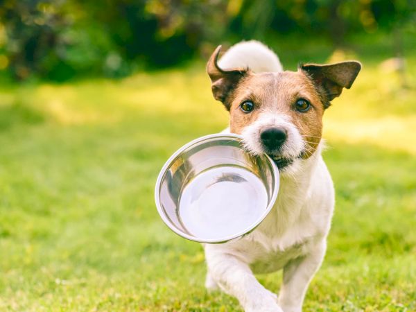 A dog is holding a metal bowl in its mouth, standing on grass with a blurred background, looking towards the camera.
