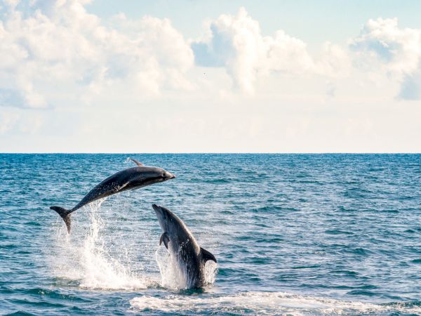 Two dolphins leap playfully from the ocean waves, gliding above the water under a bright, partly cloudy sky.
