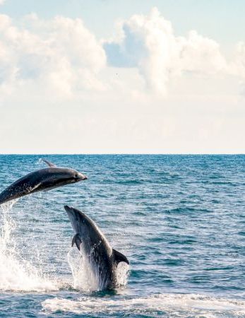 Two dolphins leaping out of the ocean with splashes against a blue sea and cloudy sky in the background.
