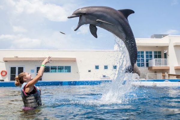 A person in water interacts with a jumping dolphin mid-air near a pool facility, showing an impressive leap.