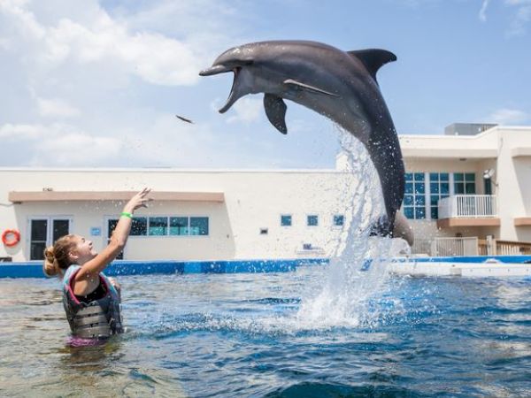 A person in water interacts with a jumping dolphin mid-air near a pool facility, showing an impressive leap.