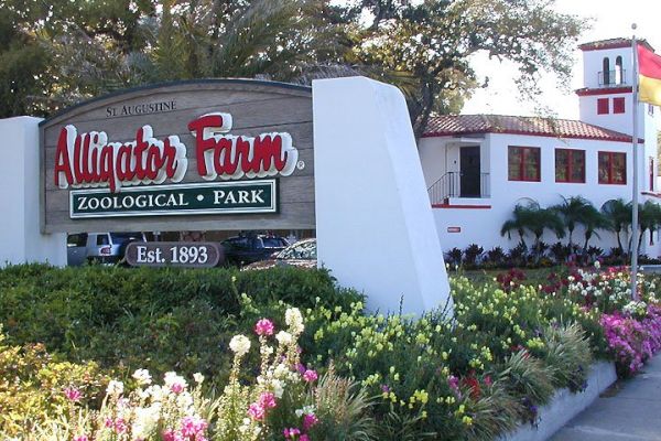 The image shows the entrance sign for St. Augustine Alligator Farm Zoological Park, established in 1893, with a building and plants around.