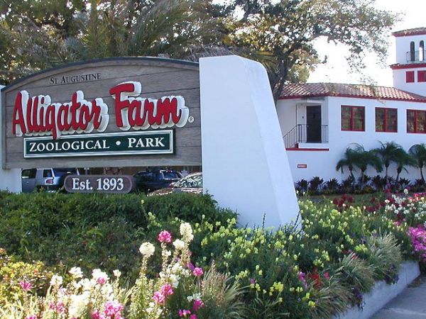 The image shows the entrance sign for St. Augustine Alligator Farm Zoological Park, established in 1893, with a building and plants around.