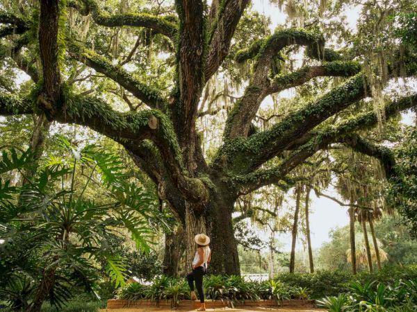 A person stands beneath a massive, ancient tree with sprawling branches in a lush jungle-like setting; sunlight filters through dense greenery.