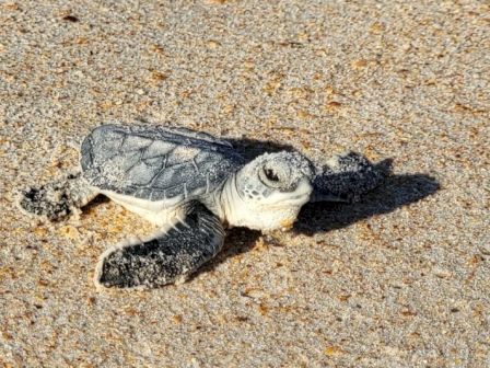 A baby sea turtle on sandy ground, covered with sand, likely making its way to the ocean.